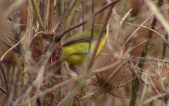 Pseudocolopteryx acutipennis