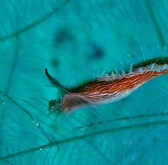 Lomanotus vermiformis