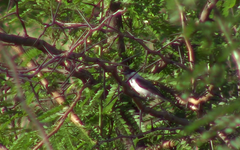 Xenopsaris albinucha