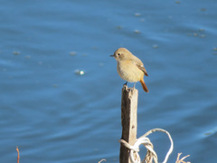 Phoenicurus auroreus