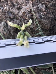 Astragalus curtipes