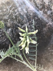 Astragalus curtipes