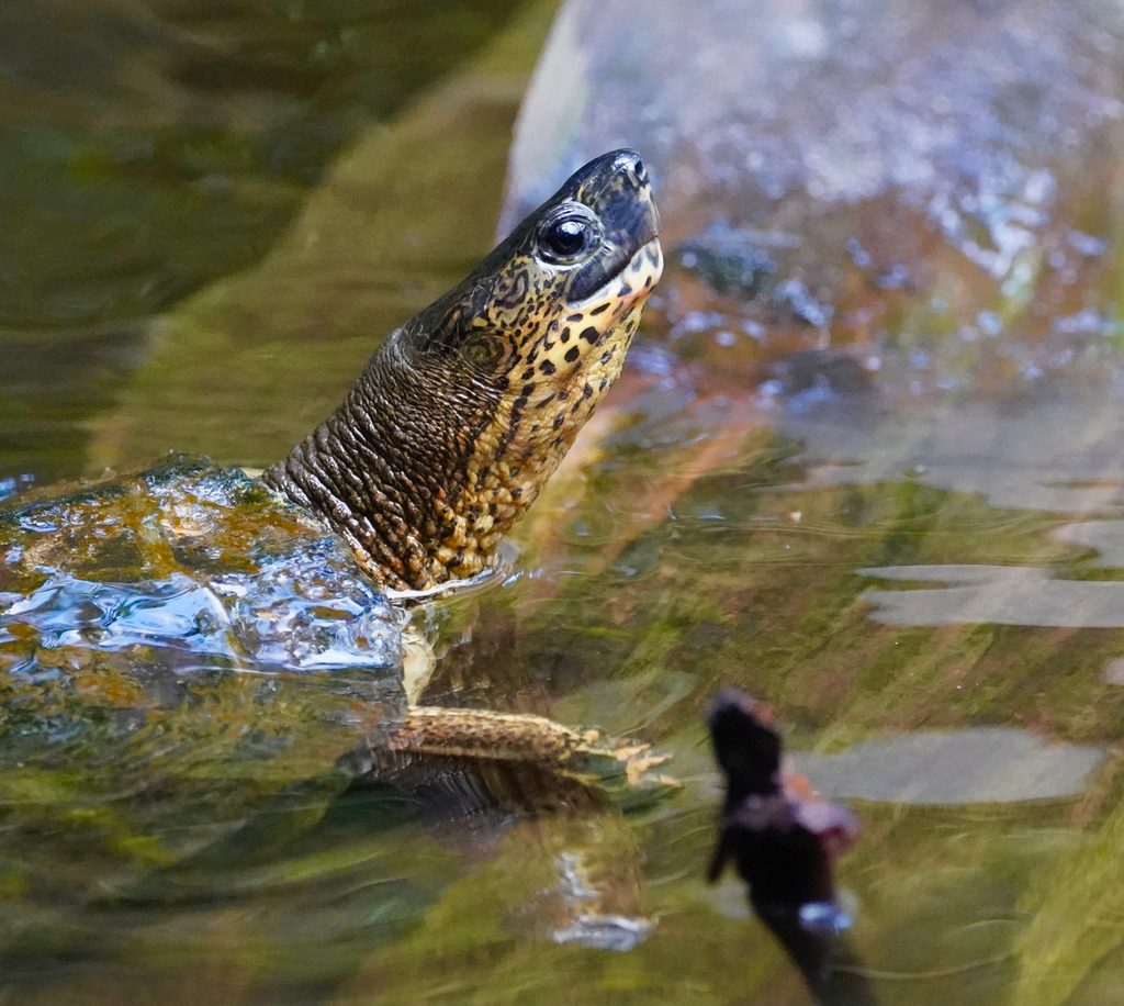 Neotropical Wood Turtles