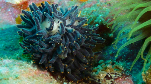Phestilla melanobrachia