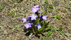 Primula macrophylla