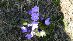 Primula macrophylla