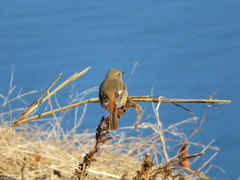 Phoenicurus auroreus