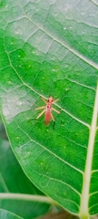 Nerioidea