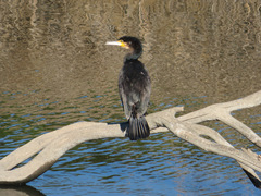 Phalacrocorax carbo hanedae