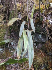 Elaphoglossum paleaceum