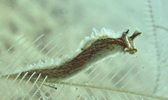 Lomanotus vermiformis