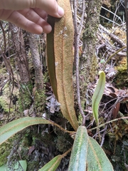 Elaphoglossum paleaceum