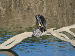Phalacrocorax carbo hanedae