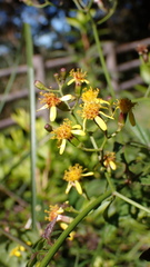 Senecio scandens incisus