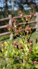 Senecio scandens incisus