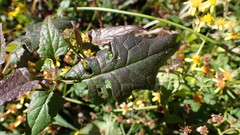 Senecio scandens incisus