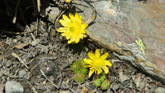 Oxygraphis polypetala