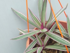 Tradescantia spathacea