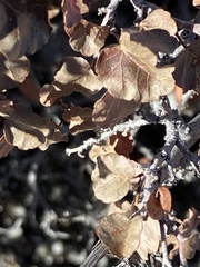 Rhus aromatica simplicifolia