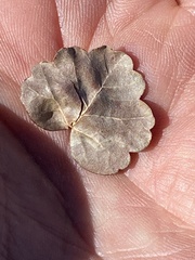 Rhus aromatica simplicifolia