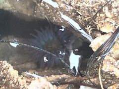 Bunodosoma cavernatum