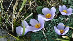 Paraquilegia anemonoides