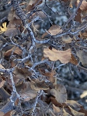 Rhus aromatica simplicifolia