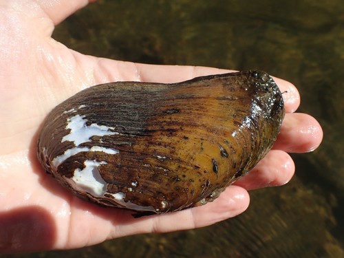 Ptychobranchus fasciolaris