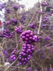 Callicarpa bodinieri