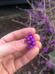 Callicarpa bodinieri