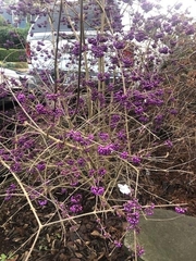 Callicarpa bodinieri