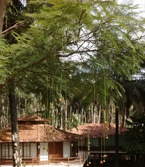 Parkia pendula