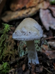 Amanita xylinivolva