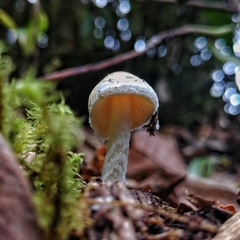 Amanita xylinivolva