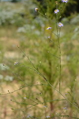 Astropolium