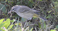 Setophaga palmarum image