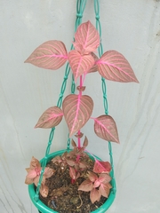 Iresine diffusa herbstii