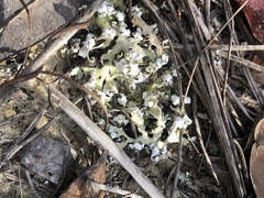 Cladonia prostrata