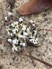 Cladonia prostrata
