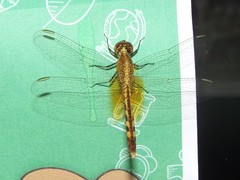 Erythrodiplax ochracea