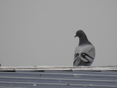 Columba livia domestica
