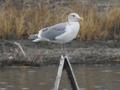 Larus glaucescens