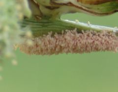 Paramantispa decorata