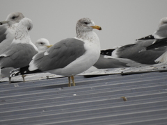 Larus californicus