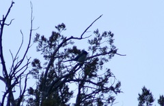 Aphelocoma woodhouseii