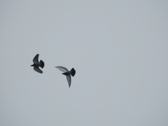 Columba livia domestica