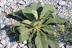 Verbascum boerhavii