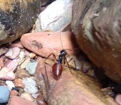 Dinomyrmex gigas borneensis