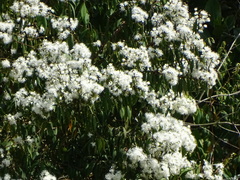 Eugenia biflora