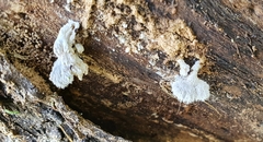 Schizophyllum commune